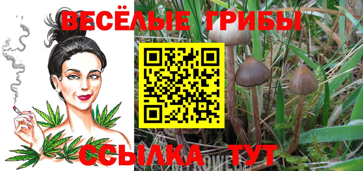 Черногорск  Псилоцибиновые грибы Psilocybe  Псилоцибиновые грибы прущие грибы  цены   Вход с VPN 